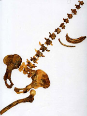 Cкелет Австралопитека африканского "Рисунок взят с сайтаhttp://www.ido.edu.ru/psychology/anthropology/4-07.html